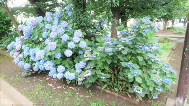 国産在庫あ marimekko hydrangeaさま 追加用の通販 by HBD Balloons*:..。o○☆｜マリメッコならラクマ 