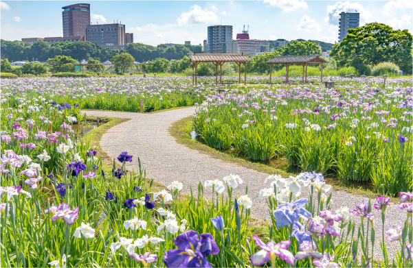 小岩菖蒲園