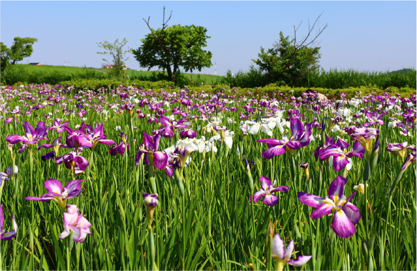 小岩菖蒲園