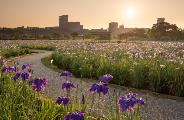小岩菖蒲園