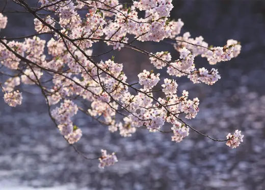 image photo