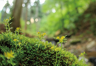 岐阜の森